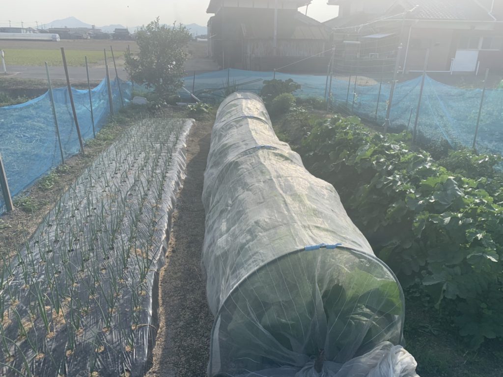 岡山の注文住宅｜白石モデルハウス　野菜づくり