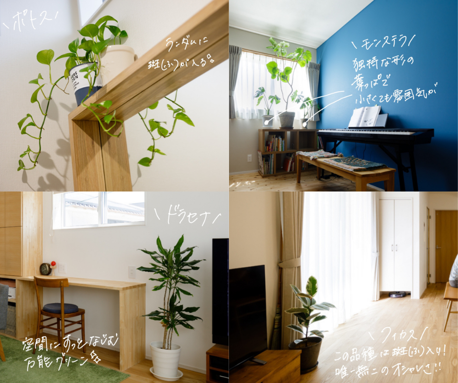 岡山の注文住宅|観葉植物 イチマルホーム