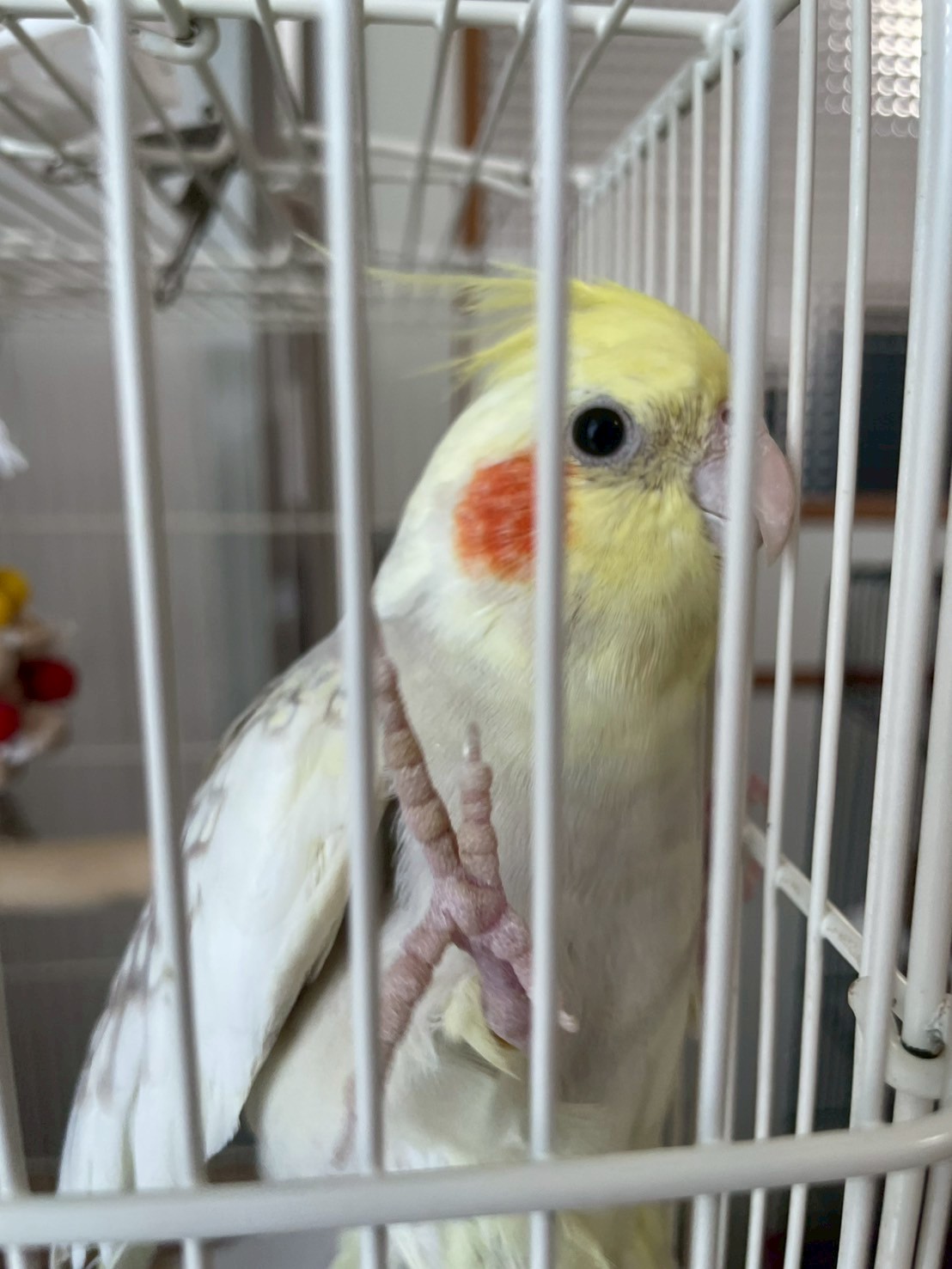 リフォーム施工事例 ペット|イチマルホーム