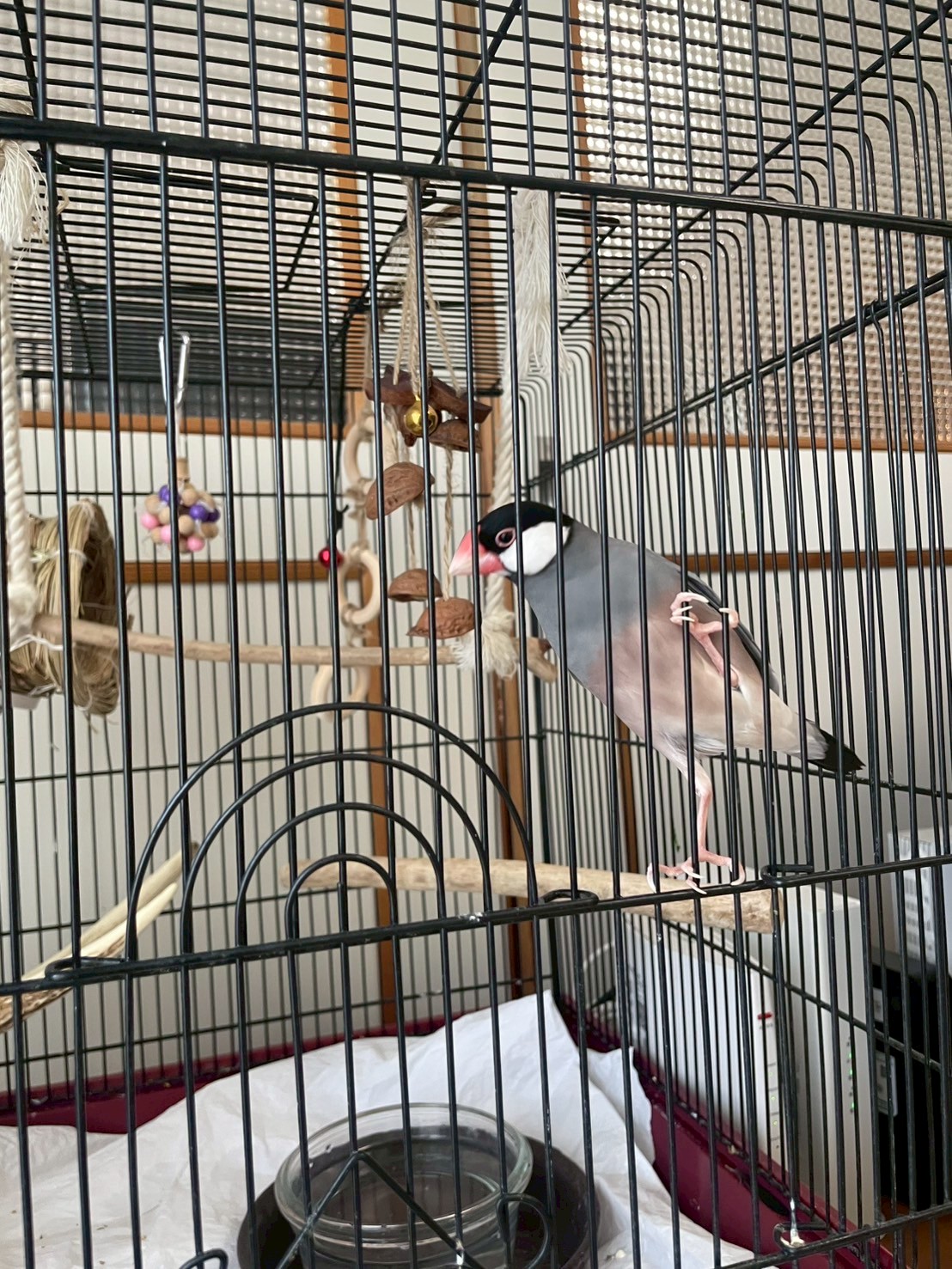 リフォーム施工事例 ペット|イチマルホーム