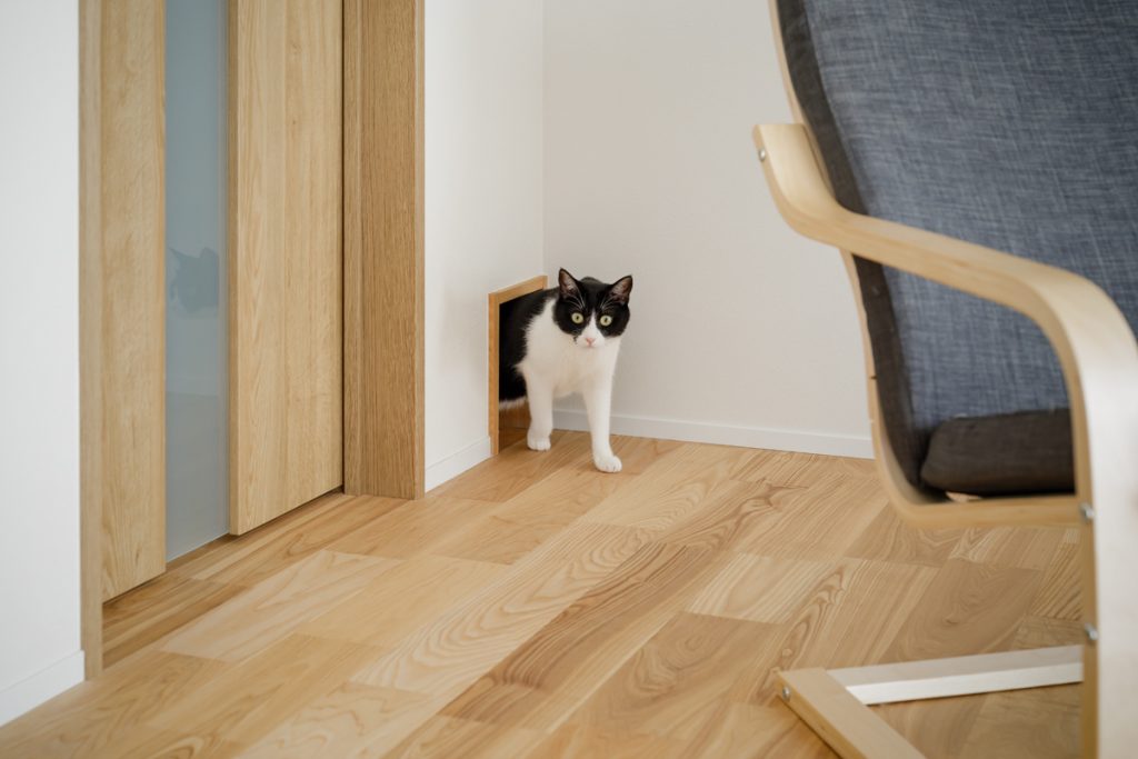 岡山の注文住宅 キャットホール｜ペット対応住宅 猫と暮らす家