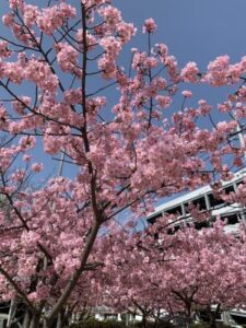 岡山の注文住宅｜春の訪れ