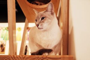 岡山の注文住宅｜猫と暮らす家　キャットタワー　イチマルホーム